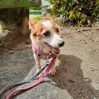 人が大好き♪おっとりフォルスちゃん