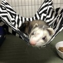 マーシャルフェレット