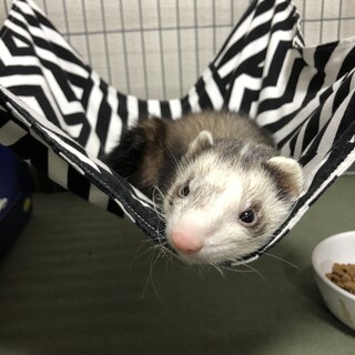 マーシャルフェレット