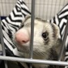 マーシャルフェレット サムネイル3