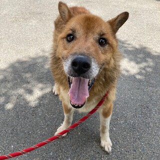 垂れ目がチャームポイント♪穏やかなラディ君