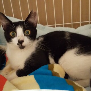 お家決定！小柄な白黒ママ♀1歳