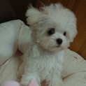 マルチーズ♂４ヶ月　温かく迎えてくださる方希望。