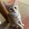 茶ちゃ君トライアル中にて一旦募集中止します