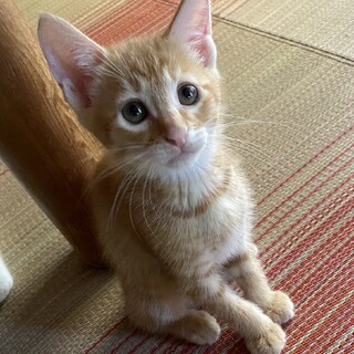 茶ちゃ君トライアル中にて一旦募集中止します