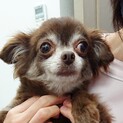 小さなチワワのキラリ✨ちゃん