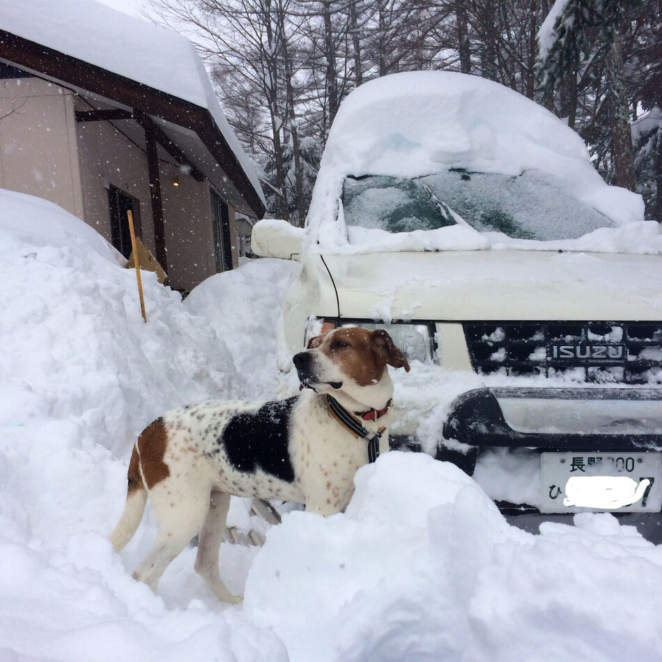 Loveちゃんのカバー写真