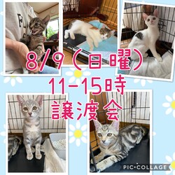 猫☆譲渡会