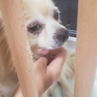 【再募集】チワワの男の子♂