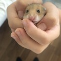 ゴールデンハムスターの赤ちゃん