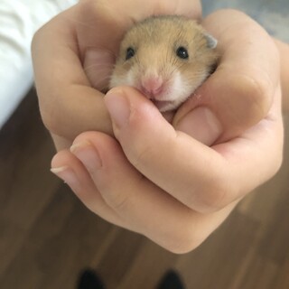 ゴールデンハムスターの赤ちゃん