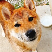 ココ