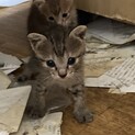 よろしくお願いいたします