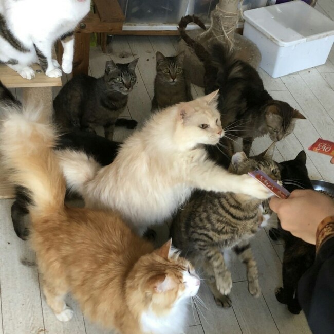 保護猫シェルターNEKOSUKIのカバー写真