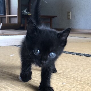 １ヶ月くらいの真っ黒子猫