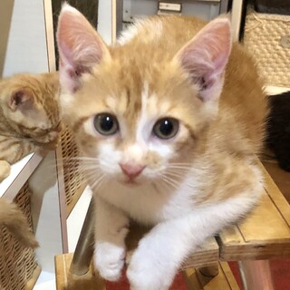 横浜よりゴミ処理施設で保護「仔猫のチョコちゃん」