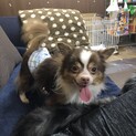 早急にお願いしたいです