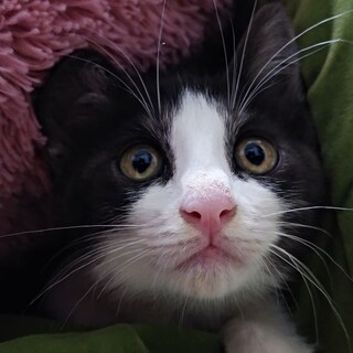 生後２カ月！ハチワレ君！