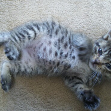 天ちゃん(天天)です