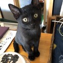 回鍋肉ちゃん、2.5ヶ月、女の子