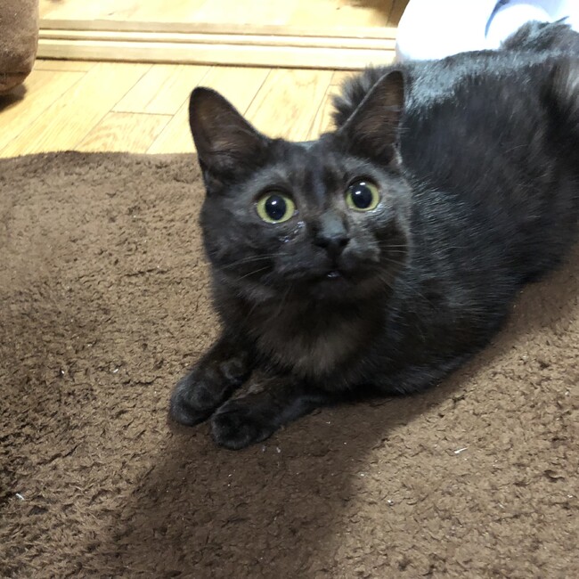 マヨイ猫ルルちゃんのカバー写真