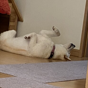 リラックスなのか必ずこの格好で寝てる…