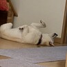 リラックスなのか必ずこの格好で寝てる…