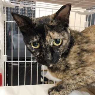 【急募】1歳半＊人懐っこいサビ猫の女の子