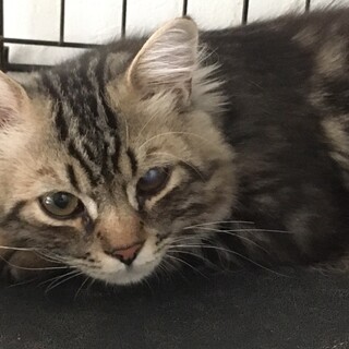 ラガマフィンの男の子です。