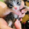 子猫ちゃん