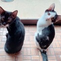可愛い白黒兄妹2匹一緒に家族に迎えて頂けませんか？