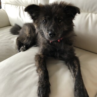 甲斐犬の長毛バージョンの様なマリー♥
