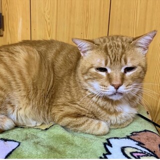 おとなしい茶トラ