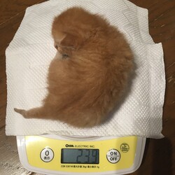 身体測定①