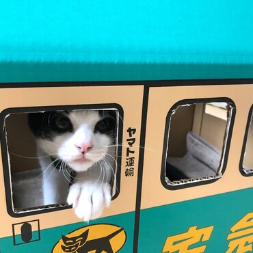 クロネコヤマト