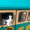の写真