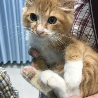 茶白の中毛