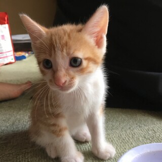 茶白の子猫ちゃん。幸せのかぎしっぽ持ち！