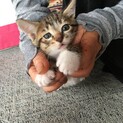 キジ白の子猫ちゃん。元気いっぱい！