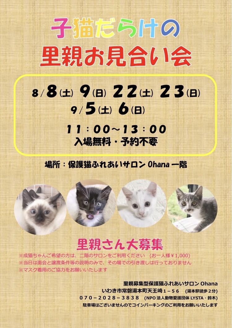 子猫だらけの里親お見合い会 Npo法人動物愛護団体lysta 里親募集型保護猫ふれあいサロンohanaのイベント 10245 ペットのおうち 月間利用者150万人