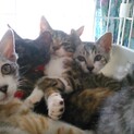 老夫婦が増やしてしまった仔猫あと3匹！