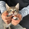 キジ白の子猫ちゃん。ブチの入った白靴下！ サムネイル2