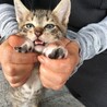キジ白の子猫ちゃん。ブチの入った白靴下！ サムネイル3