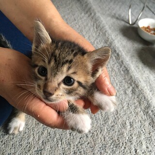 キジ白の子猫ちゃん。ブチの入った白靴下！