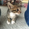 キジ白の子猫ちゃん。ブチの入った白靴下！ サムネイル4
