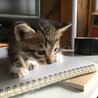 キジ白の子猫ちゃん。ブチの入った白靴下！ サムネイル5