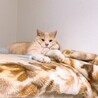 擬態　　アチャはどこだ？？