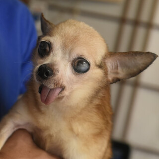 元気なシニアチワワLori!