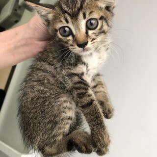 生後約6週 男の子 キジトラ