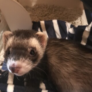 フェレット4カ月　男の子